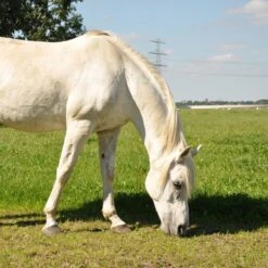 Gallagher Turboline Lint 20 Mm Wit 200m 12 Gallagher Turboline Lint 20 Mm Wit 200m -MIM Husqvarna Winkel 007608 5 GALLAGHER