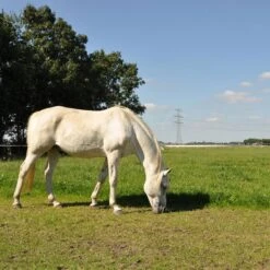 Gallagher Turboline Lint 20 Mm Wit 200m 13 Gallagher Turboline Lint 20 Mm Wit 200m -MIM Husqvarna Winkel 007608 6 GALLAGHER