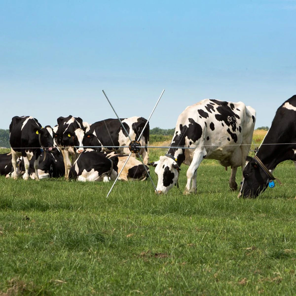 Gallagher Rasterspin (5) 9 Gallagher Rasterspin (5) - Afbeelding 7